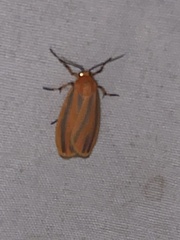 Hypoprepia miniata