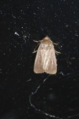 Amphipyra tragopoginis