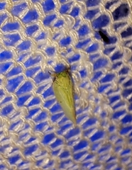 Flatormenis proxima