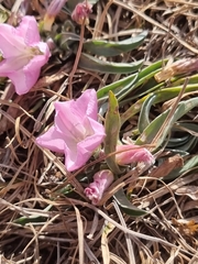 Convolvulus