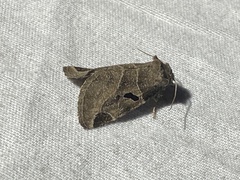 Plagiomimicus pityochromus