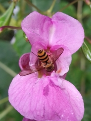 Meliscaeva cinctella