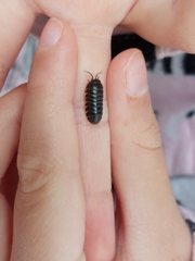 Armadillidium vulgare