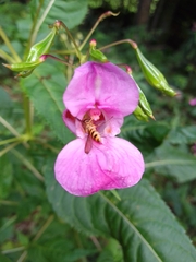 Meliscaeva cinctella