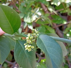 Euonymus fortunei