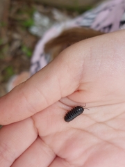 Armadillidium vulgare
