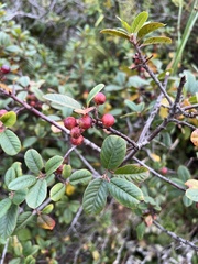 Frangula californica