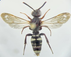 Nomada vicina
