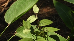 Saururus chinensis