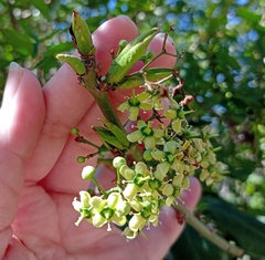 Euonymus fortunei