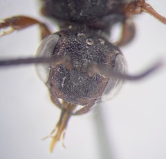 Nomada vicina