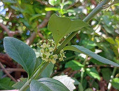 Euonymus fortunei