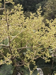 Brachyglottis repanda