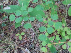 Thalictrum occidentale