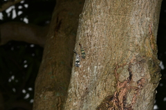 Pyrops candelaria