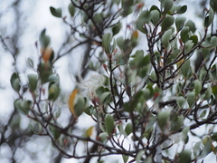 Cercocarpus betuloides