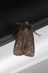 Amphipyra tragopoginis