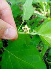 Physalis cinerascens