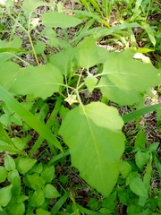 Physalis cinerascens