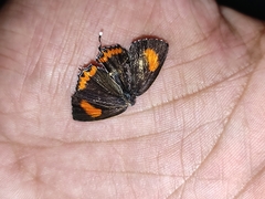 Heliophorus
