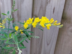 Genista stenopetala