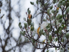 Cercocarpus betuloides