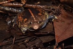 Rhinophrynus dorsalis