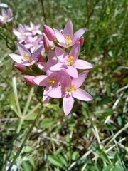 Centaurium erythraea