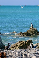Phalacrocorax varius varius