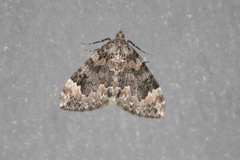 Dysstroma citrata