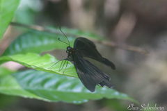 Heraclides rogeri rogeri