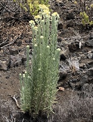 Pseudognaphalium sandwicensium