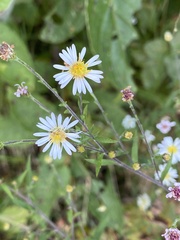 Symphyotrichum ontarionis