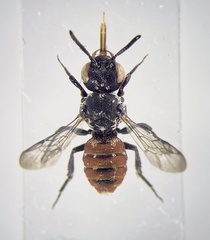 Holcopasites calliopsidis