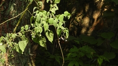 Solanum lyratum