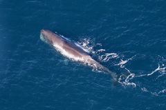 Physeter macrocephalus