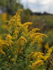 Solidago altissima