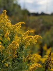 Solidago altissima