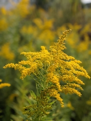 Solidago altissima