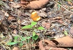 Cupha erymanthis lotis