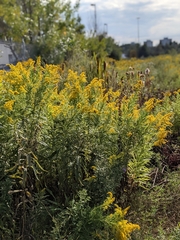 Solidago altissima