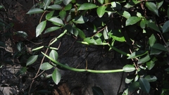 Trachelospermum jasminoides