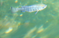 Cyprinodon nevadensis mionectes