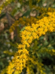 Solidago altissima