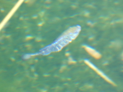 Cyprinodon nevadensis mionectes