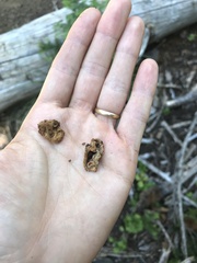 Hydnotrya variiformis