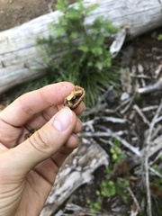 Hydnotrya variiformis