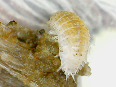 Haplophthalmus danicus