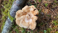 Sarcodon stereosarcinon