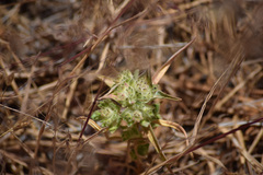 Collomia grandiflora